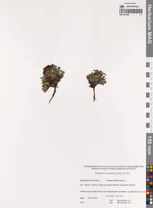 Eritrichium sericeum (Lehm.) A.DC., Siberia, Chukotka & Kamchatka (S7) (Russia)