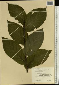 Verbascum phlomoides L., Eastern Europe, North-Western region (E2) (Russia)
