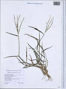 Digitaria sanguinalis (L.) Scop., Western Europe (EUR) (Greece)