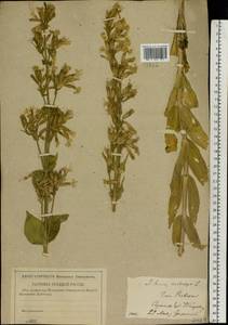 Silene viscosa (L.) Pers., Eastern Europe, Lower Volga region (E9) (Russia)