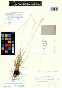 Festuca pseudosulcata Drobow, Siberia, Baikal & Transbaikal region (S4) (Russia)