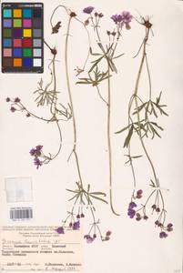 Geranium linearilobum DC., Eastern Europe, Lower Volga region (E9) (Russia)