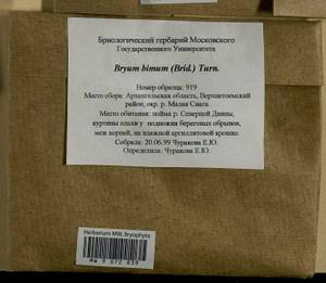 Ptychostomum bimum (Schreb.) J.R. Spence, Bryophytes, Bryophytes - European North East (B7) (Russia)