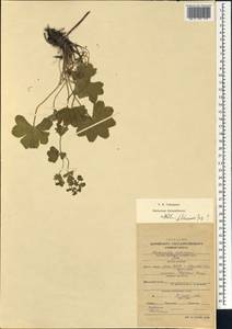 Alchemilla litwinowii Juz., Eastern Europe, Middle Volga region (E8) (Russia)