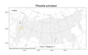 Pilosella schultesii (Sch. Bip.) F. W. Schultz & Sch. Bip., Atlas of the Russian Flora (FLORUS) (Russia)