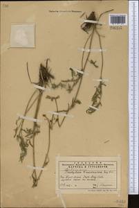 Aulacospermum tianschanicum (Korovin) C. Norman, Middle Asia, Western Tian Shan & Karatau (M3) (Kazakhstan)