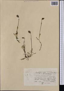 Silene uralensis subsp. uralensis, Western Europe (EUR) (Svalbard and Jan Mayen)