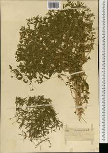 Mesostemma dichotomum (L.) Arabi, Rabeler & Zarre, Mongolia (MONG) (Mongolia)