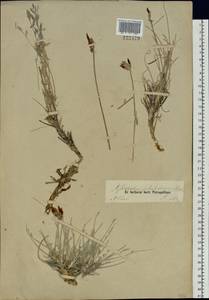 Astragalus sabuletorum Ledeb., Siberia, Altai & Sayany Mountains (S2) (Russia)