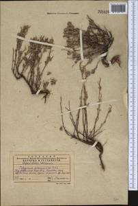 Polygonum paronychioides C. A. Mey., Middle Asia, Western Tian Shan & Karatau (M3) (Kazakhstan)