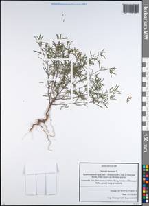 Satureja hortensis L., Caucasus, Black Sea Shore (from Novorossiysk to Adler) (K3) (Russia)