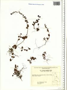 Veronica serpyllifolia var. humifusa (Dicks.) Sm., Siberia, Chukotka & Kamchatka (S7) (Russia)