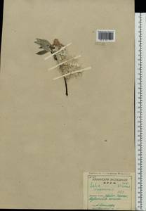 Salix lapponum L., Eastern Europe, Northern region (E1) (Russia)
