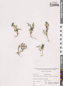 Callitriche hermaphroditica L., Siberia, Chukotka & Kamchatka (S7) (Russia)