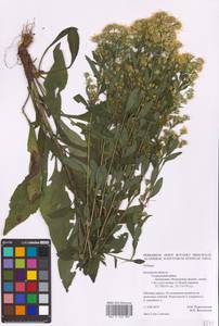 Solidago, Eastern Europe, Central region (E4) (Russia)