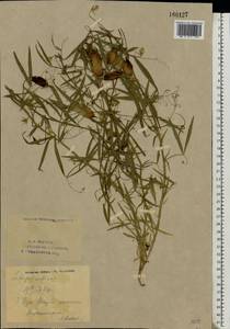 Lathyrus sativus L., Eastern Europe, Eastern region (E10) (Russia)