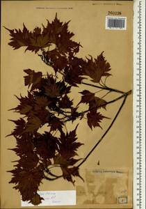 Acer argutum Maxim. ex Miq., South Asia, South Asia (Asia outside ex-Soviet states and Mongolia) (ASIA) (Japan)