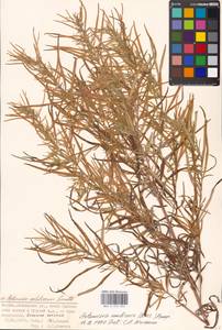 Artemisia umbrosa Turcz. ex DC., Eastern Europe, Moscow region (E4a) (Russia)