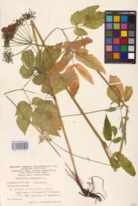 Aegopodium podagraria L., Eastern Europe, Eastern region (E10) (Russia)