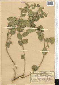 Cleome coluteoides Boiss., Middle Asia, Kopet Dag, Badkhyz, Small & Great Balkhan (M1) (Turkmenistan)