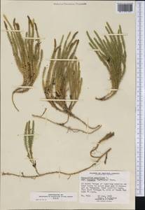 Spinulum annotinum subsp. alpestre (Hartm.) Uotila, America (AMER) (Canada)