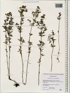 Galium boreale L., Eastern Europe, Central forest-and-steppe region (E6) (Russia)