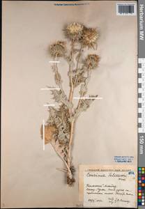 Cousinia fetissowii C. Winkl., Middle Asia, Western Tian Shan & Karatau (M3) (Kazakhstan)