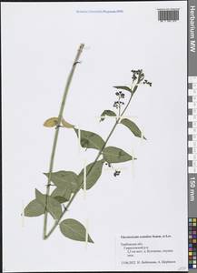 Vincetoxicum scandens Sommier & Levier, Eastern Europe, Central forest-and-steppe region (E6) (Russia)