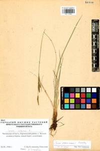 Carex erawinensis Korotky, Siberia, Baikal & Transbaikal region (S4) (Russia)