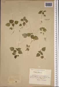 Circaea alpina L., Siberia, Russian Far East (S6) (Russia)