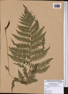 Athyrium filix-femina, Eastern Europe, Central region (E4) (Russia)
