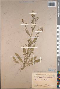 Rorippa palustris (L.) Besser, Middle Asia, Syr-Darian deserts & Kyzylkum (M7) (Uzbekistan)