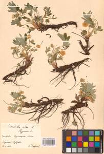 Potentilla alba L., Eastern Europe, Central forest-and-steppe region (E6) (Russia)