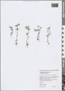 Gnaphalium uliginosum L., Siberia, Baikal & Transbaikal region (S4) (Russia)