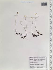 Saxifraga bronchialis L., Siberia, Central Siberia (S3) (Russia)