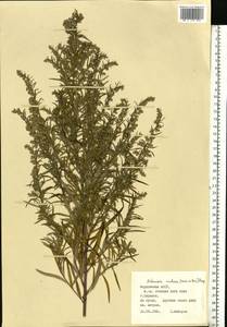 Artemisia dubia Wall. ex Besser, Eastern Europe, Middle Volga region (E8) (Russia)