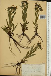 Pulmonaria angustifolia L., Eastern Europe, Central forest-and-steppe region (E6) (Russia)