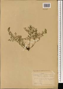 Thesium refractum C. A. Mey., Mongolia (MONG) (Mongolia)