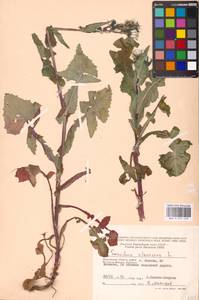 Sonchus oleraceus L., Eastern Europe, Moscow region (E4a) (Russia)