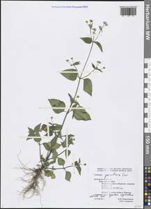 Galinsoga parviflora Cav., Eastern Europe, Central forest-and-steppe region (E6) (Russia)