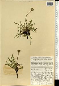 Taraxacum scariosum (Tausch) Kirschner & Å, Mongolia (MONG) (Mongolia)