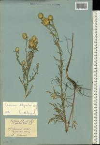 Centaurea dubjanskyi Iljin, Eastern Europe, Lower Volga region (E9) (Russia)