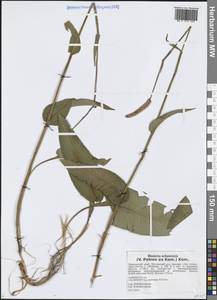 Bistorta ochotensis Kom., Siberia, Russian Far East (S6) (Russia)
