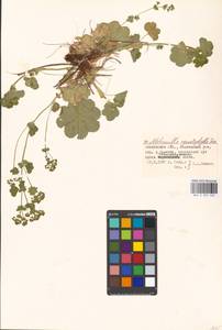 Alchemilla cymatophylla Juz., Eastern Europe, Moscow region (E4a) (Russia)