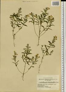 Scutellaria scordiifolia Fisch. ex Schrank, Siberia, Altai & Sayany Mountains (S2) (Russia)