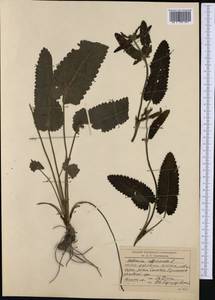 Betonica officinalis L., Western Europe (EUR) (Romania)