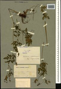 Geranium robertianum L., Caucasus, Georgia (K4) (Georgia)