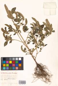 Elsholtzia ciliata (Thunb.) Hyl., Eastern Europe, Moscow region (E4a) (Russia)