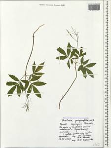 Cardamine quinquefolia (M. Bieb.) Schmalh., Crimea (KRYM) (Russia)