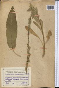 Verbascum songaricum Schrenk, Middle Asia, Northern & Central Tian Shan (M4) (Kyrgyzstan)